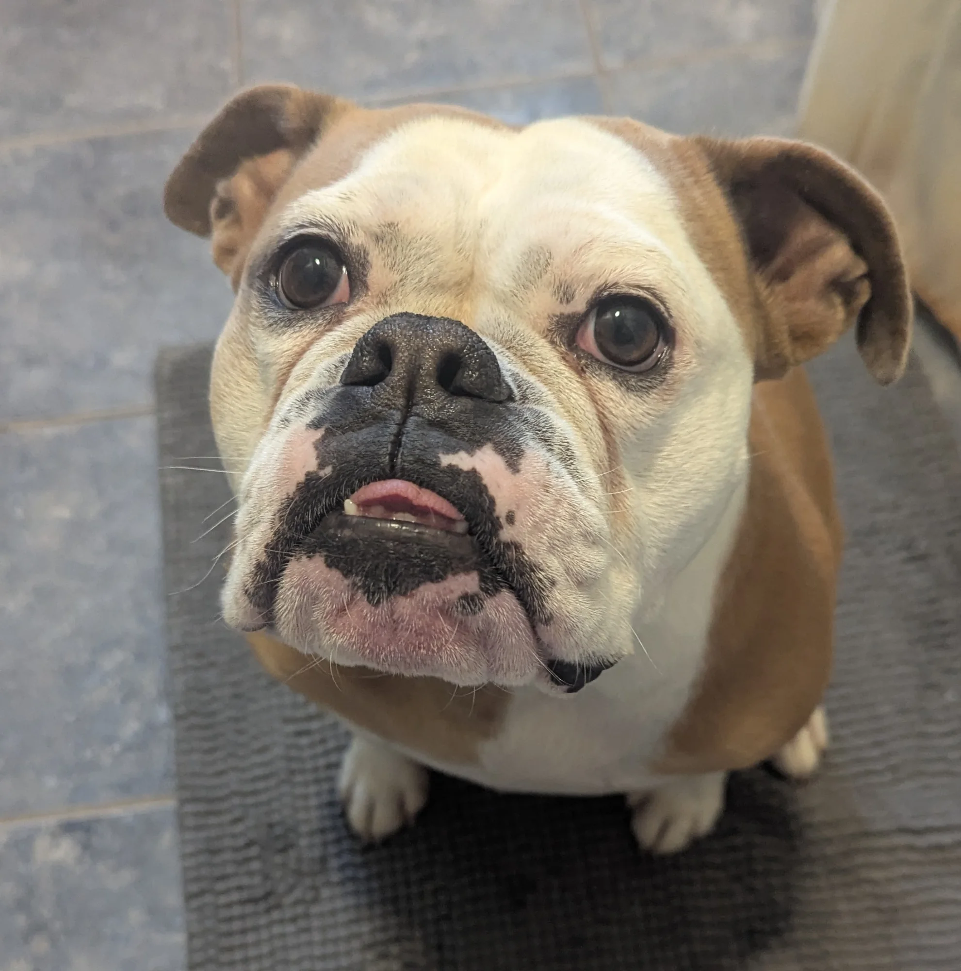Gertie the bulldog, HAP's animal assisted activities companion
